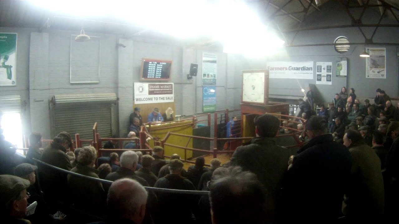 Selling Store Cattle - Thame Market