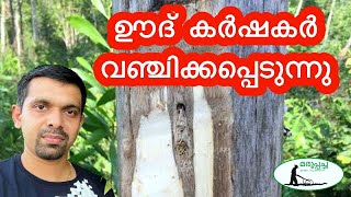 ഊദ് കർഷകർ വഞ്ചിക്കപെടുന്നുവോ ??#Agarwood#Agarwood Inoculation technique #Agarwood Nursery#oo