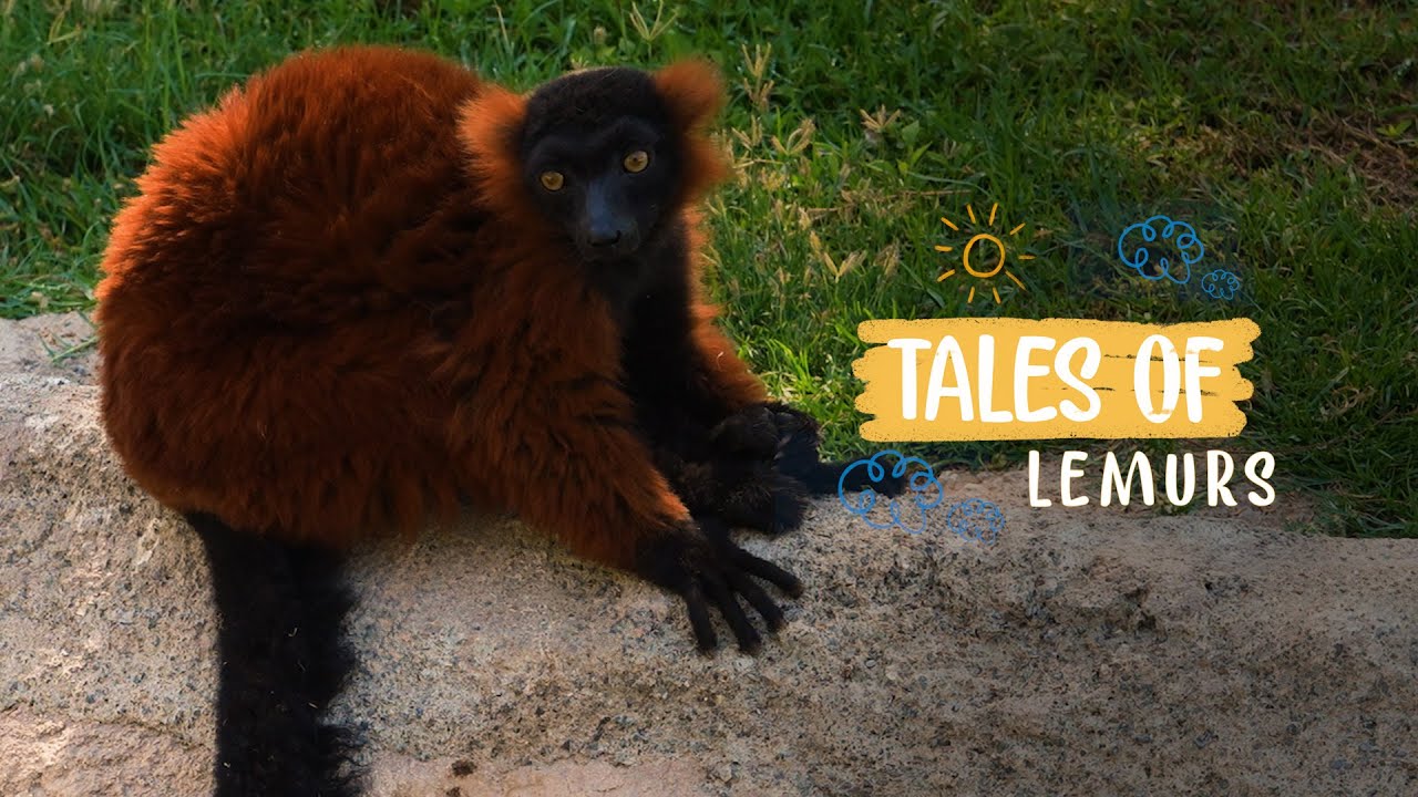 Dubai Safari Park- Tales of Lemurs!