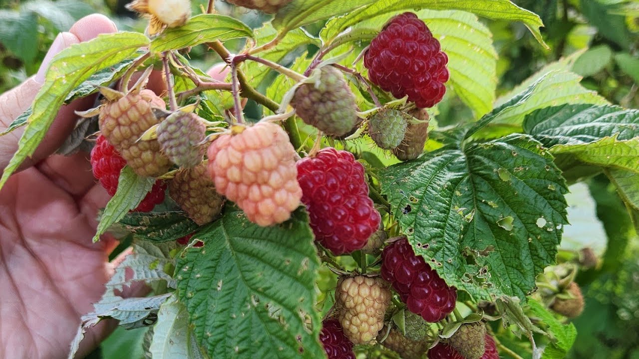 Join Kate on a tour of the you-pick raspberry patch at Apple Tree Farm ...
