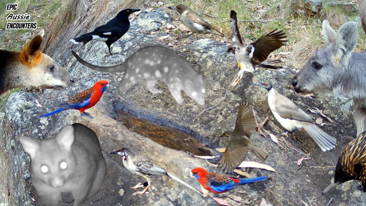 Secret Quoll at the Waterhole | Rare Wildlife Gathering Caught on Camera