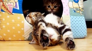 The most polite Kitten | I'm Pikachu