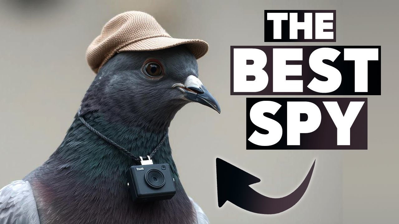 Pigeons as Spies: The Secret Role They Played in WW2!