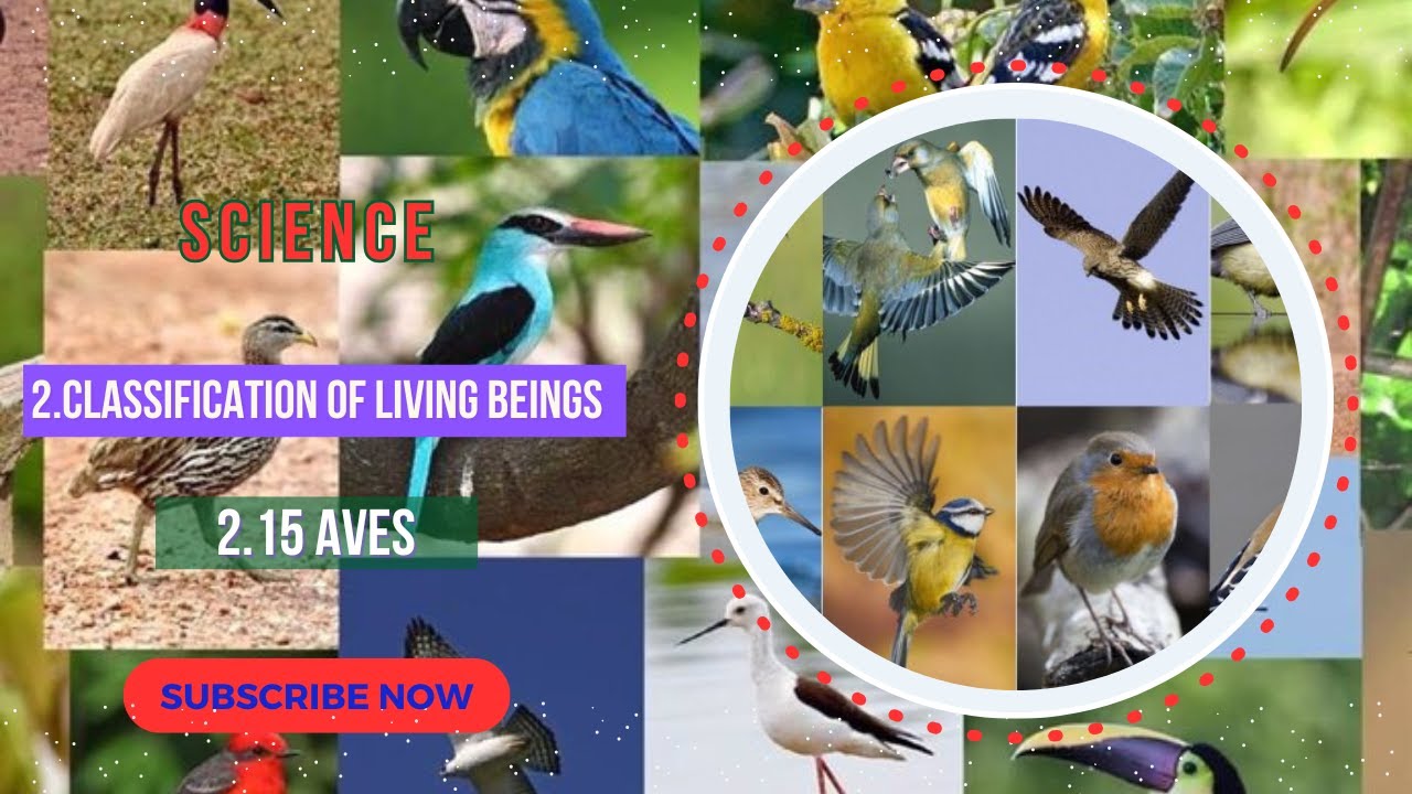 2.15 Aves-Classification of Living Beings-Class 10 Science SEE - YouTube