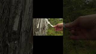 Walking a Sitka Alaska Trail? Open your eyes. Have a good look.