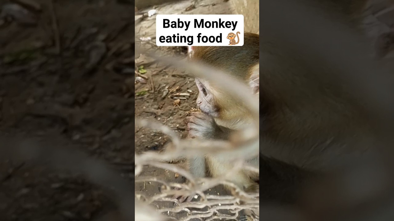 Monkey 🐒 Eating 🥑 Food in Vehari Zoo 