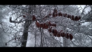 SNOW STORY |NORMAFA BUDAPEST|  CINEMATIC TOUR| B-ROLL