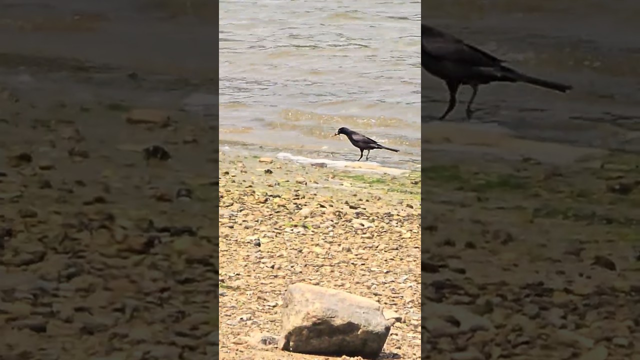 BIRDS - Common Grackle Day at Beach Caught Food