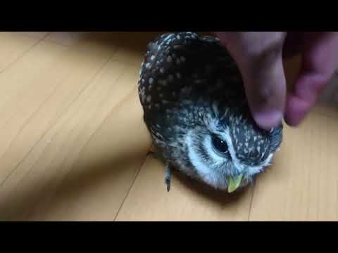 わしゃわしゃされるフクロウ
