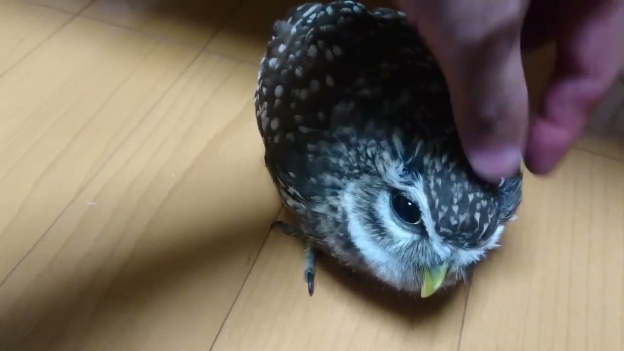 わしゃわしゃされるフクロウ
