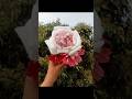 you don't buy flowers you create them !🌸diy flower from tissue paper#diy #viralvideo #craft #art