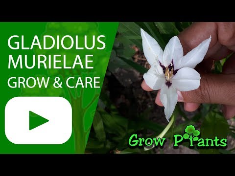 Wideo: Gladiolus Muriel: Opis Dwukolorowej Acidantery (bicolor), Sadzenie I Pielęgnacja Na Otwartym Polu, Metody Hodowli