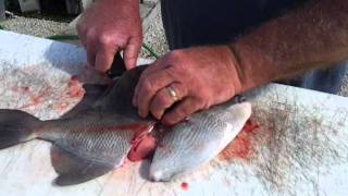 How to fillet (clean) trigger fish.