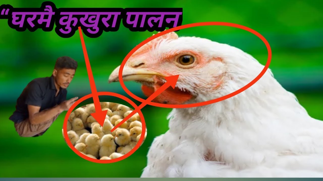 नेपाल मा ब्रोइलर कुखुरा व्यवासय बाट राम्रो अम्दानी // Milan Tamang2004