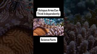 #didyouknow Octopus arms can think independently. #sciencefacts #marinelife
