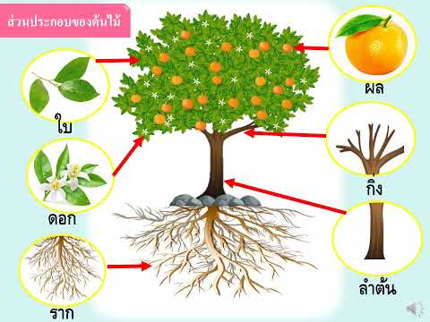 หน่วยต้นไม้แสนรัก เรื่องส่วนประกอบของต้นไม้และความแตกต่างของราก
