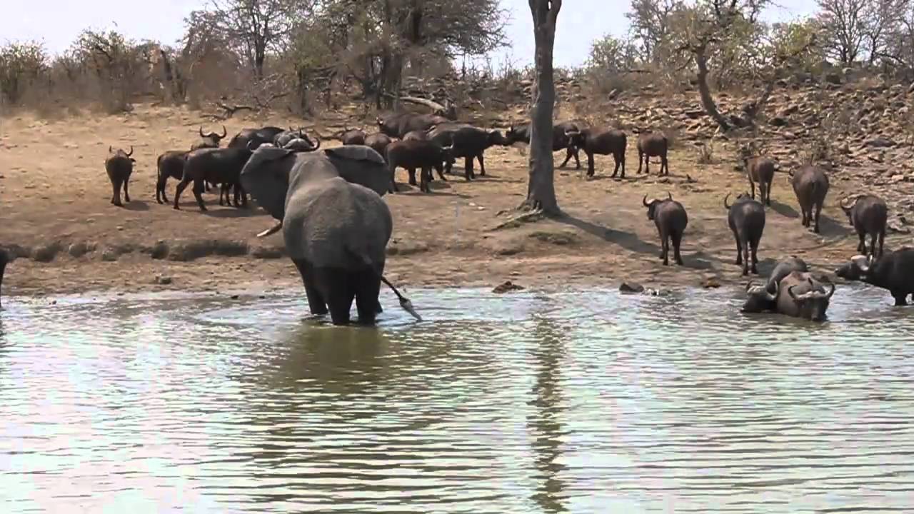 Elephant and Buffalo standoff