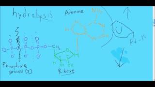 ATP hydrolysis in 7 minutes