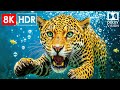 8K HDR 120 FPS - BEST Dolby Vision 8K Video