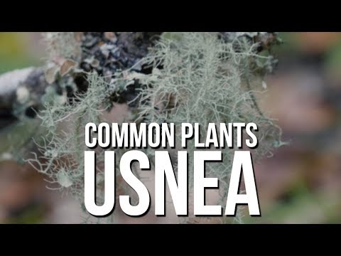 일반적인 식물 : Usnea (노인의 수염)