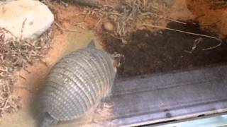 Screaming Hairy Armadillo On The Move