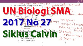 N27 Siklus Calvin Pembahasan Ujian Nasional Biologi SMA 2016 2017 N27 Siklus Calvin Pembahasan Ujian Nasional Biologi SMA 2016 2017