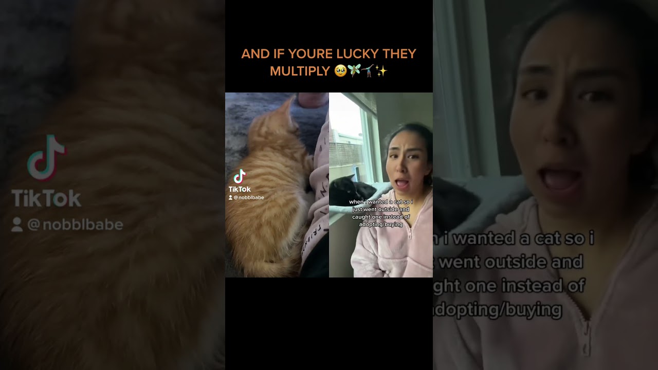 5 WEEK OLD KITTENS SLEEPING & EATING ✨ 