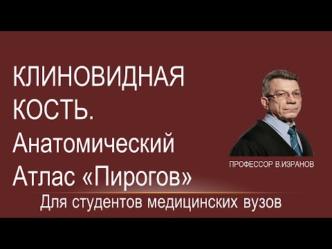 Клиновидная кость. Видео демонстрация на виртуальном анатомическом столе "Пирогов"