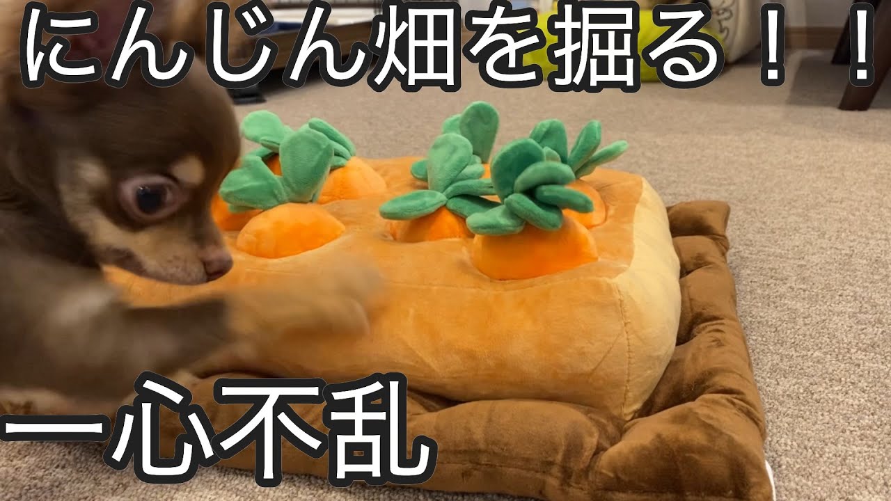 にんじん畑の遊び方が分からない子犬チワワの行動 生後5ヶ月 Youtube