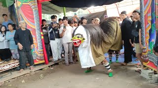 Ganas Macan Macanan Barong  Tresno Budoyo Kemiren live kedaleman 