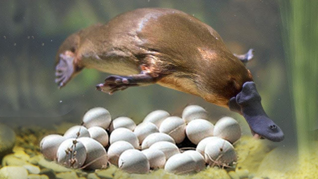 Mamíferos que ponen Huevos - Monotremas - YouTube