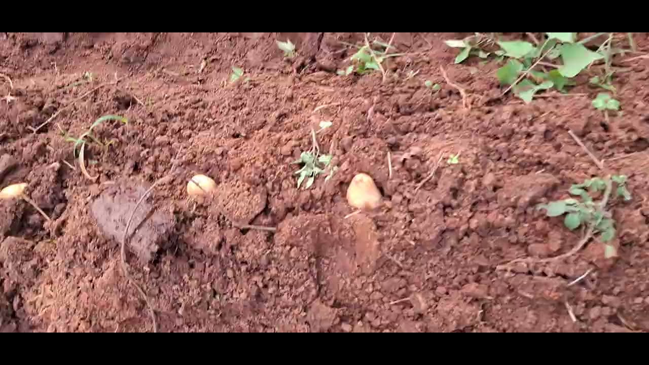 How to make potatoes germinate like seeds 😋 