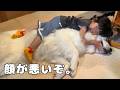 【3秒】4歳児が超大型犬を押し倒しハグするまでにかかった時間…秒でした笑|グレートピレニーズ&オールドイングリッシュシープドッグ&トイプードル