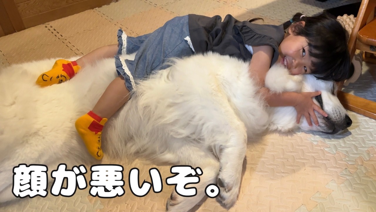 【3秒】4歳児が超大型犬を押し倒しハグするまでにかかった時間…秒でした笑|グレートピレニーズ&オールドイングリッシュシープドッグ&トイプードル