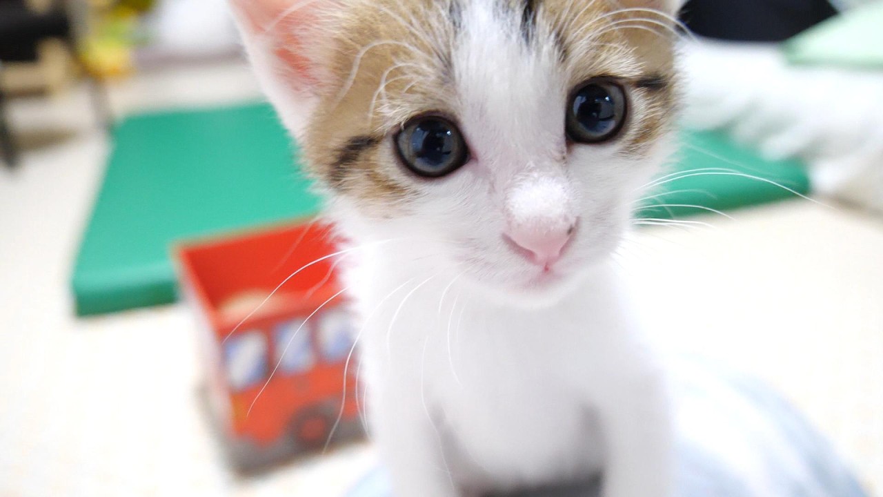 Here's a cuddly kitten that's getting a little too close to the