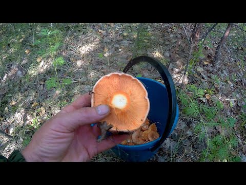 РЫЖИК-САМЫЙ ВКУСНЫЙ ГРИБ!!!