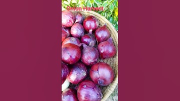 Anyone Can Make Pickled Onions With This #trendingshorts on #viralshorts #shorts