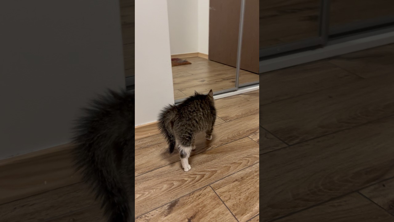 He thought there was another cat in the mirror… 🐱🤣 