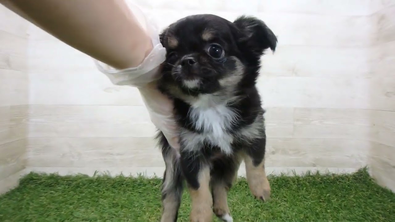 Coo&RIKU No.00740411 チワワ（ロングコート） - YouTube