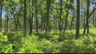 Fort Jackson is preserving the ecosystem