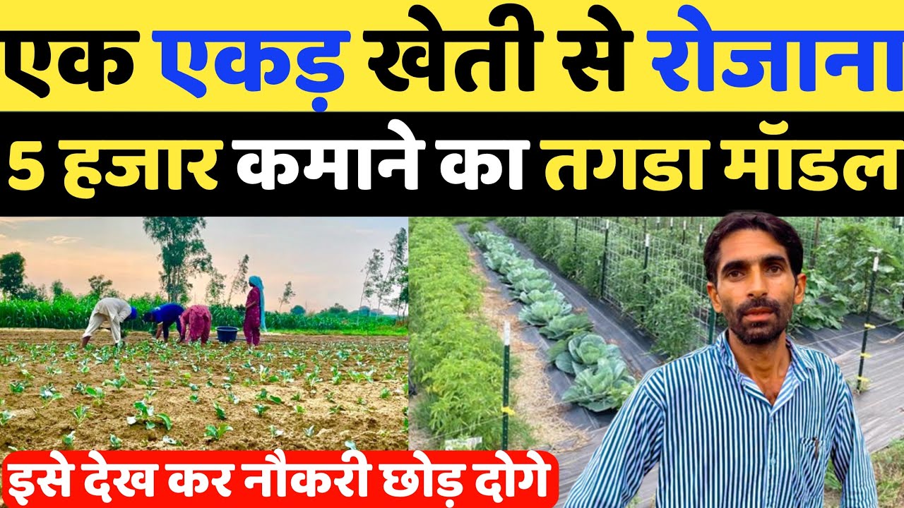 The number 1 model of farming with daily income of Rs 5 thousand from one acre Vegetable farming Agriculture  farming