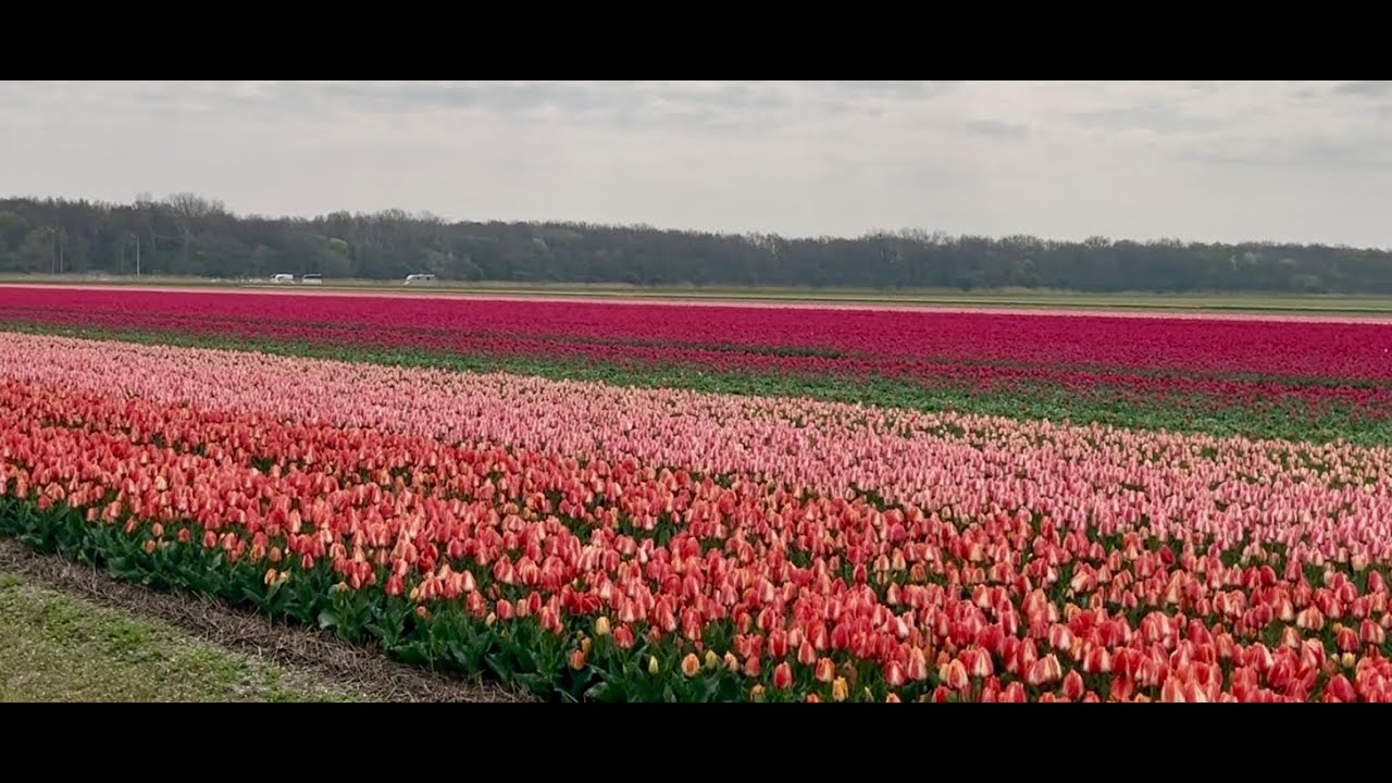 Tulipaner i Holland