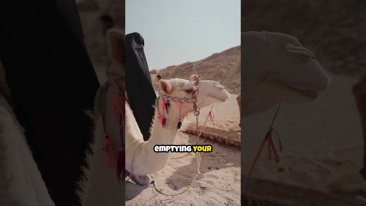 This Camel Drinks a Bathtub in 10 Minutes! 🐪🚰