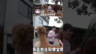 台湾太平山｜台湾旅游攻略2024｜台湾宜兰太平山 #shorts
