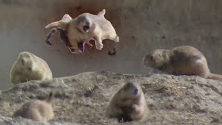 Prairie Dog Hunting Armageddon 3! Slomo EXPLOSIONS!