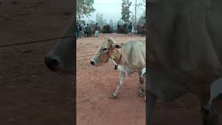 มีไม่บ่อยถูกสุดในสนาม #คนเลี้ยงวัว screenshot 1