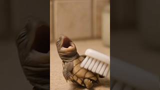 Tiny turtle tickle 🐢 #youtubeshorts #funny