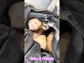 🐾 Ferrets = my friends 💜 Love, Shiro 🐾