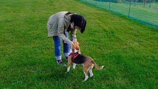 ペットになった元実験犬｢しょうゆ｣、獣医大生が譲渡願い出る