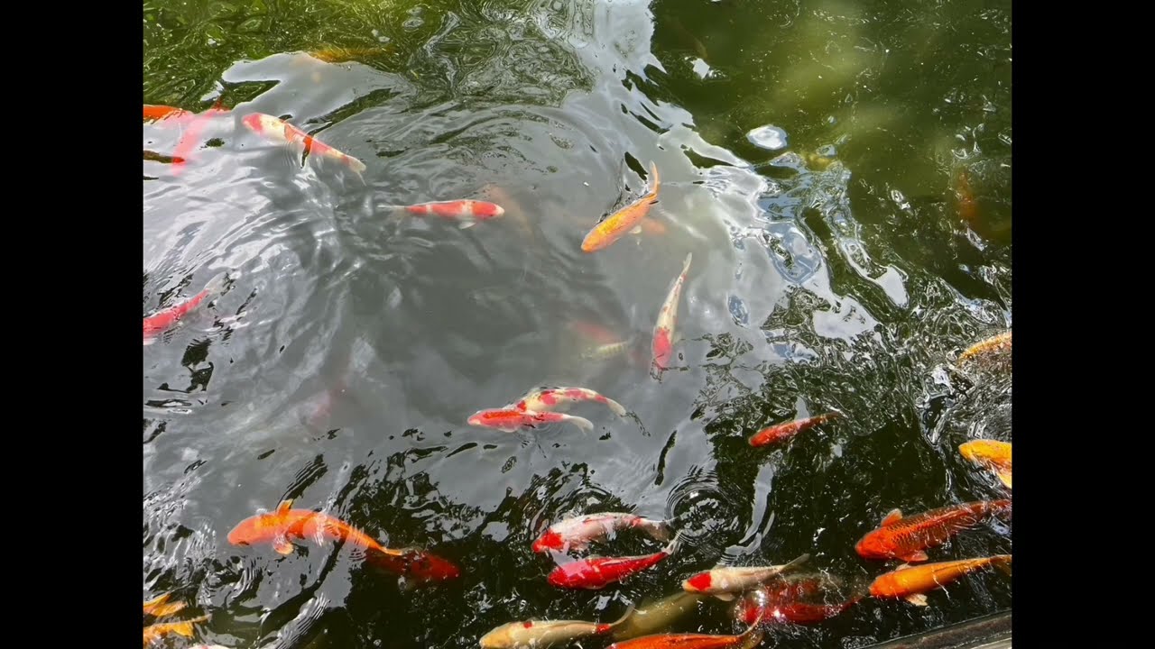 HD Beautiful historical Shunde's famous Qinghui Garden in China - part 1 of 2